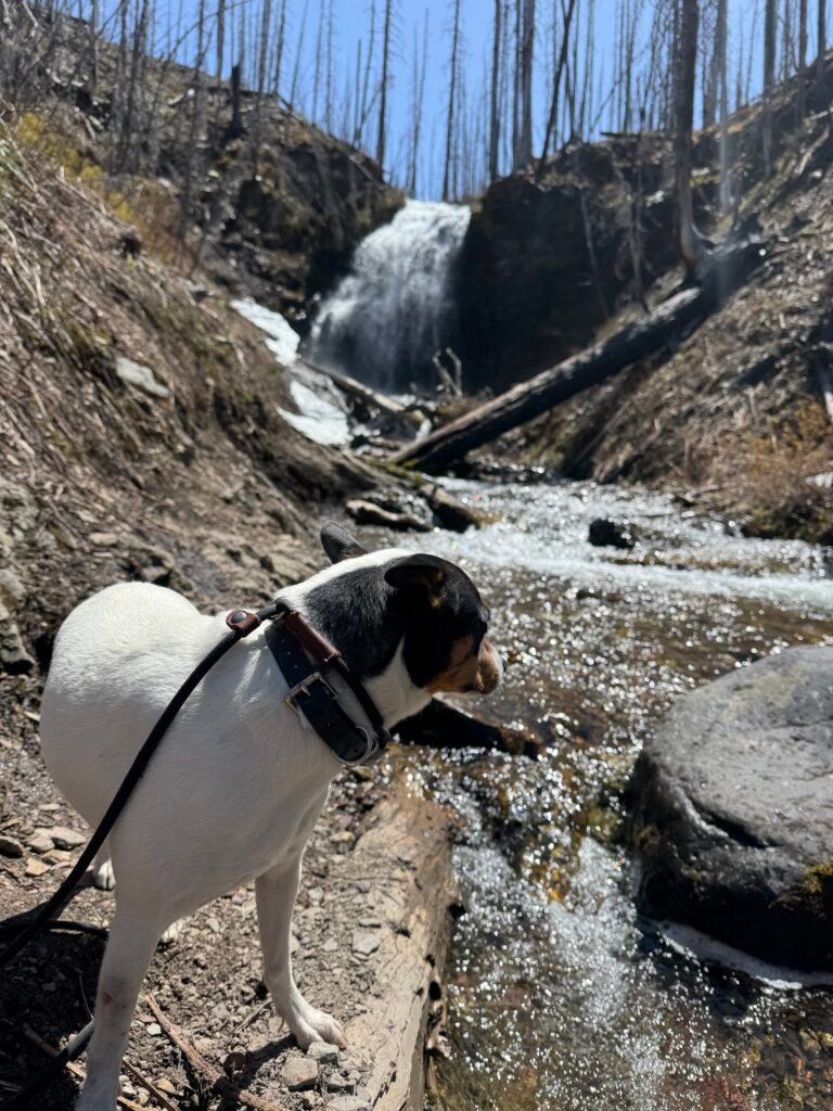 Hiking Waterton Lakes National Park