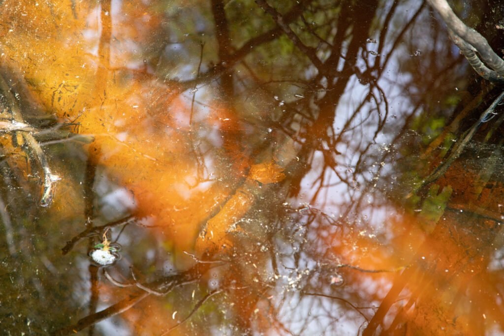 Cameron-Falls-Reflection Cameron Falls reflection