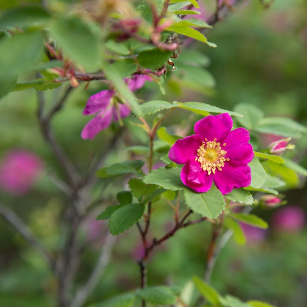 Cameron-Falls-Rose Cameron Falls Rose
