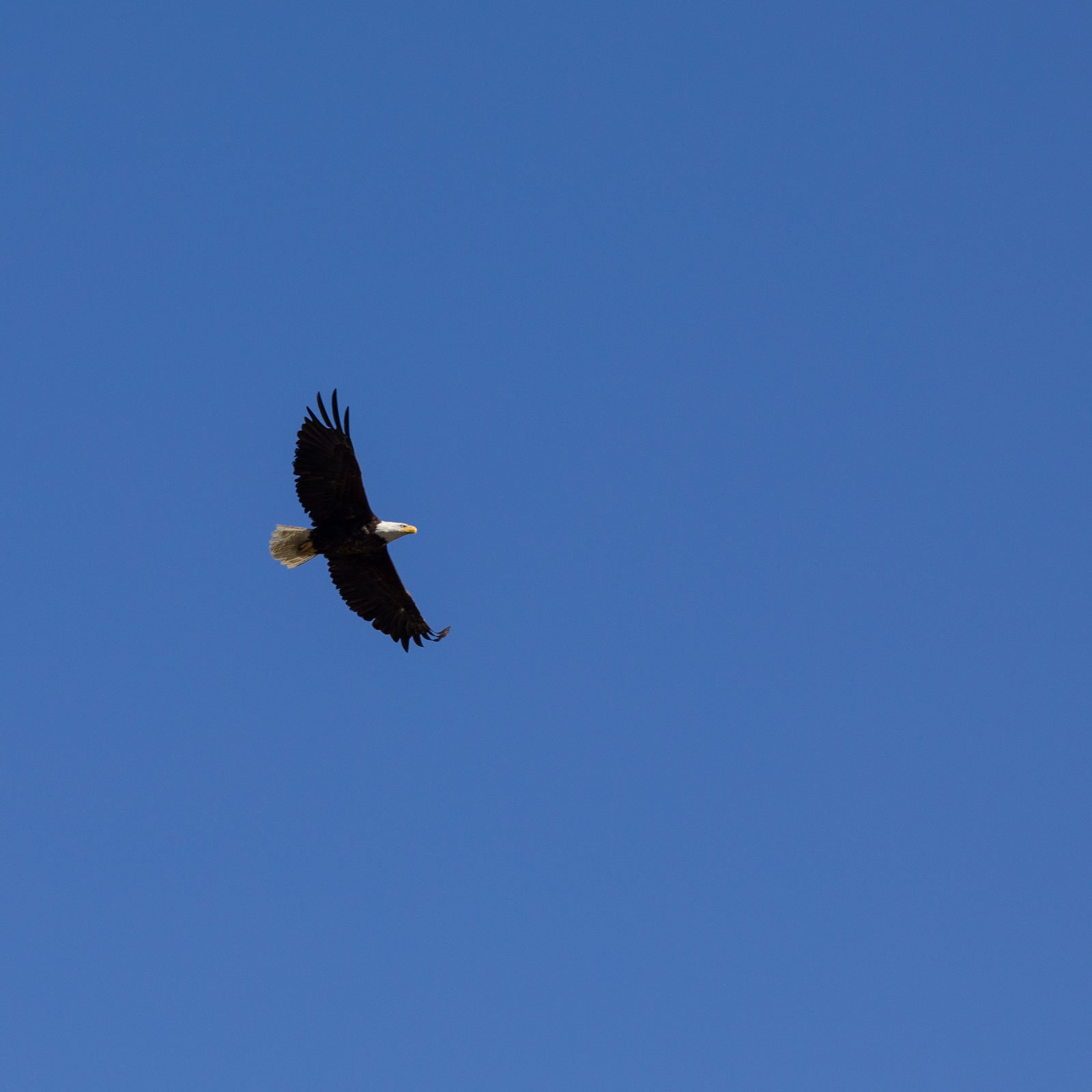 Bald Eagle Elephant Rock on the Dempster Highway