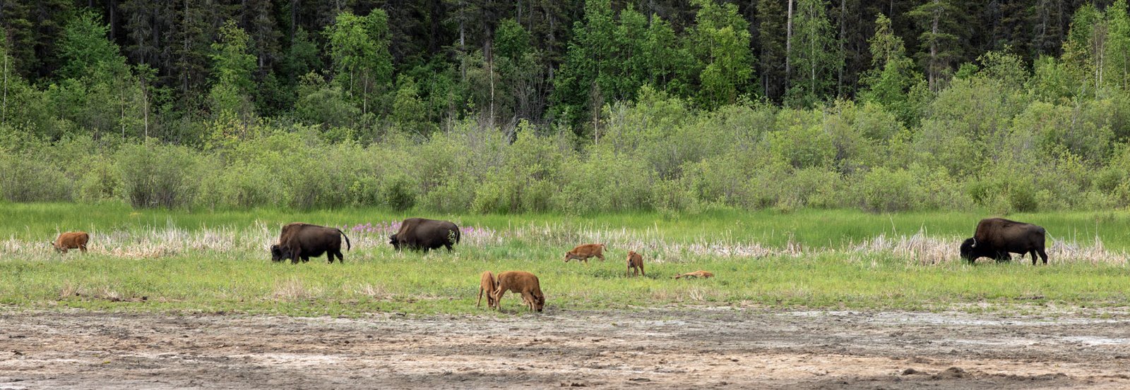 Bulls and Calves - Ft. Liard Municipal CG