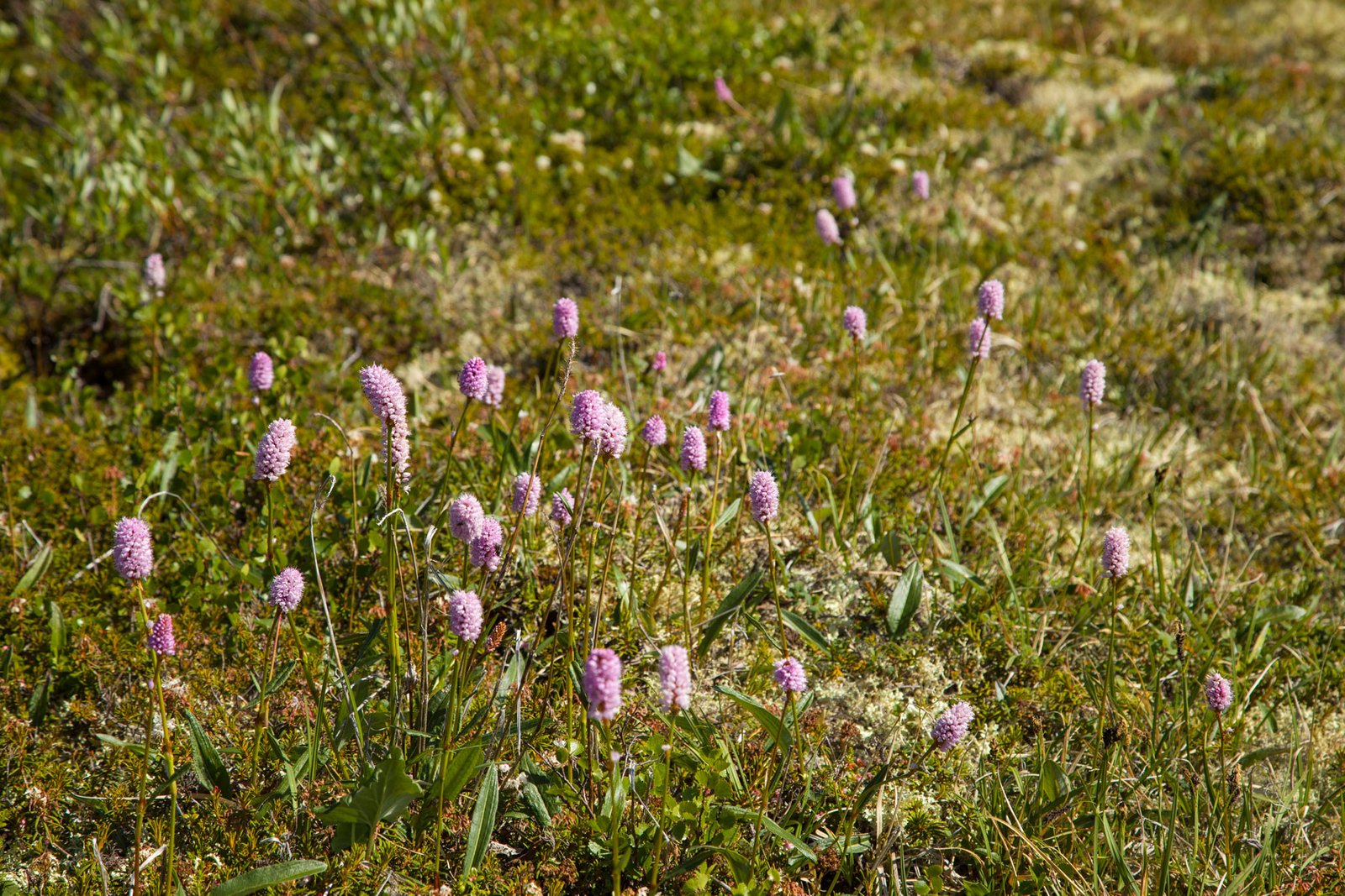 Flowers on Goldensides Mountain