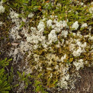 Yukon ground cover