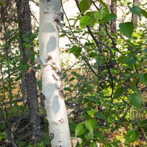 Hanging out with the birches