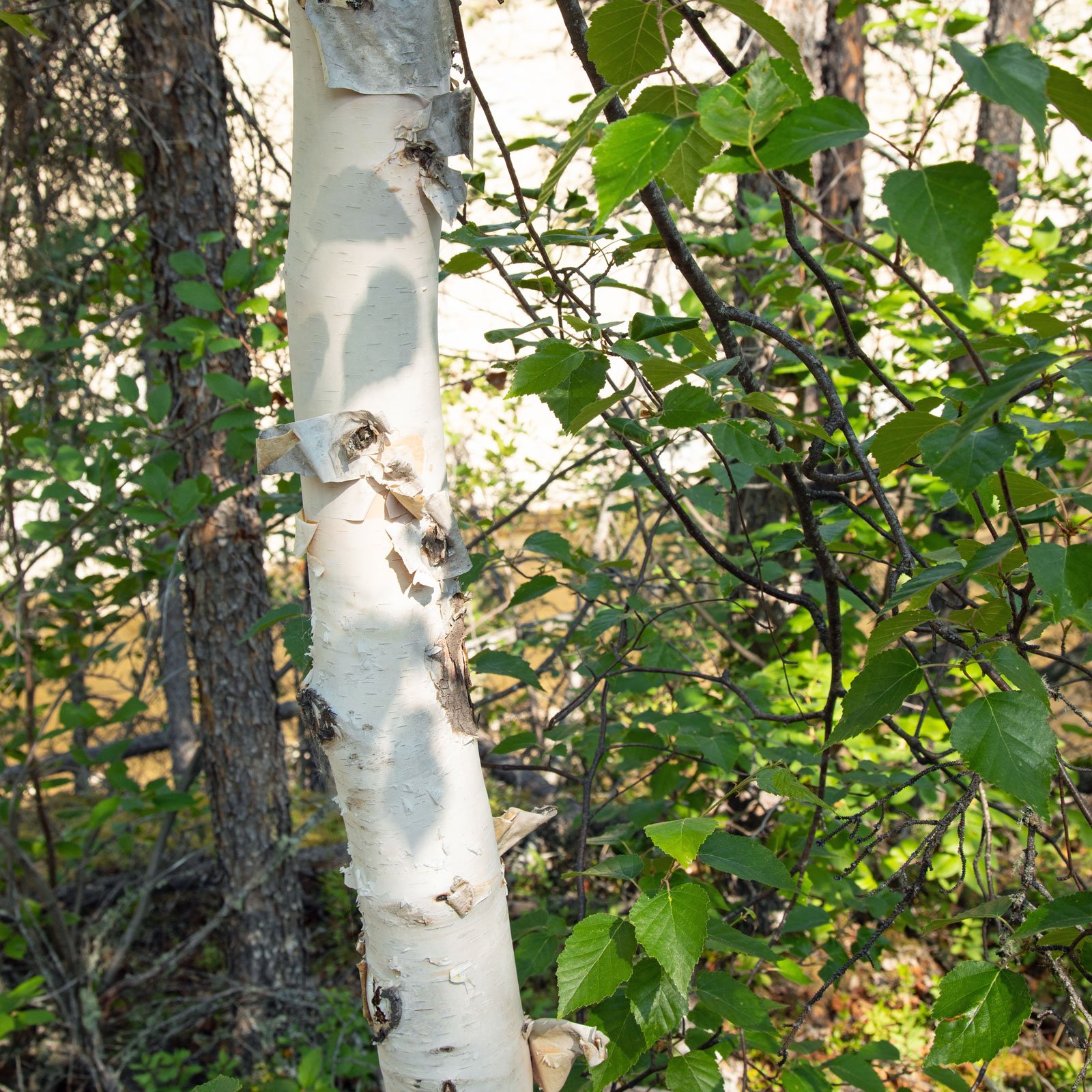 Hanging out with the birches