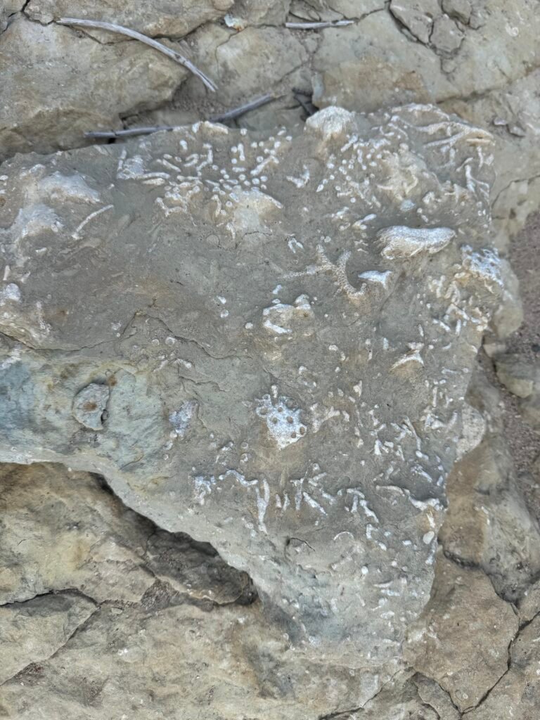 Coral fossils at Coral Falls