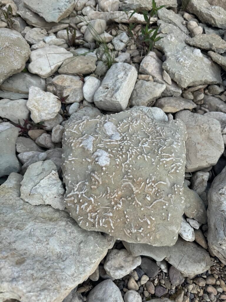 Coral fossils at Coral Falls