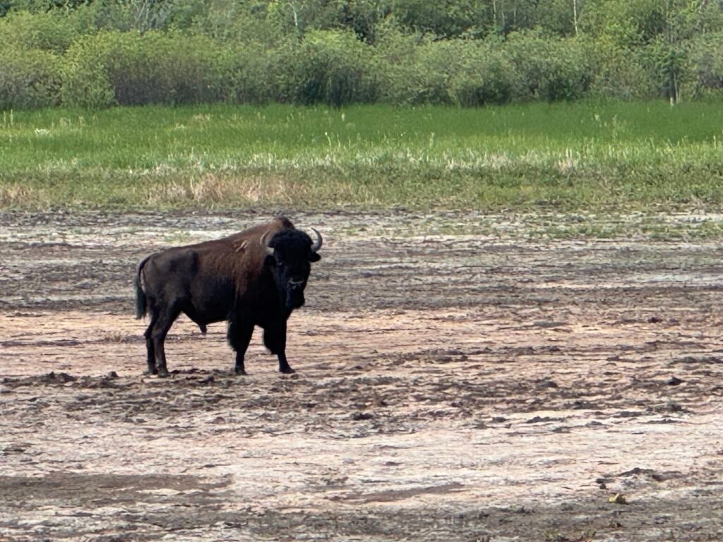 Fort Liard Bison