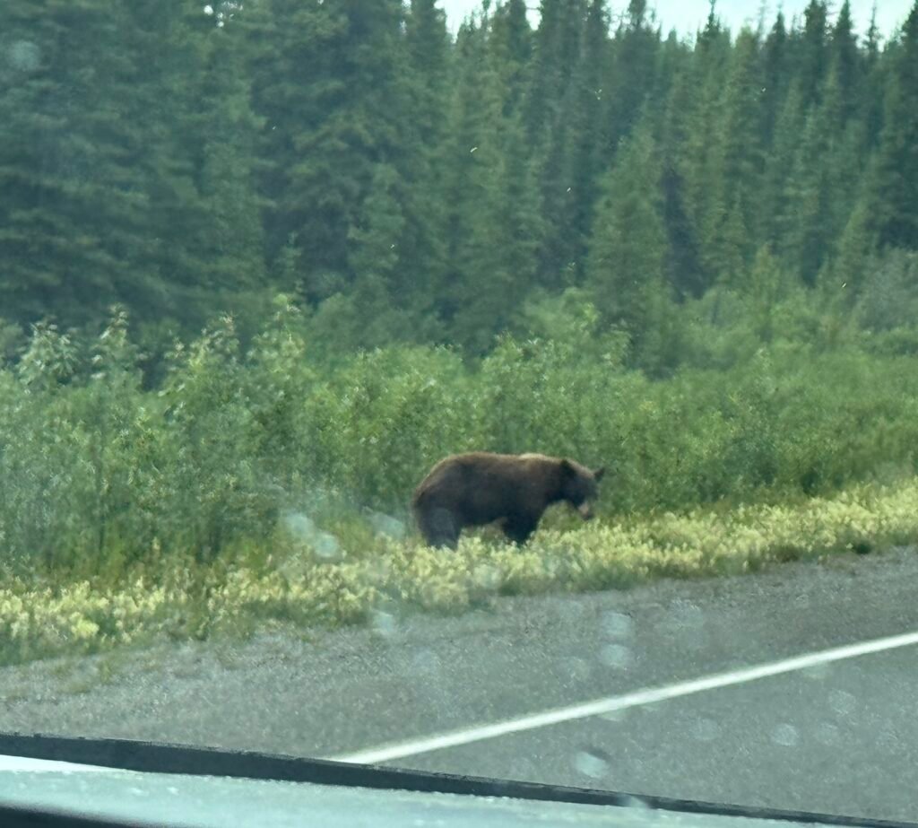 Black Bear outside of Marsh Lake