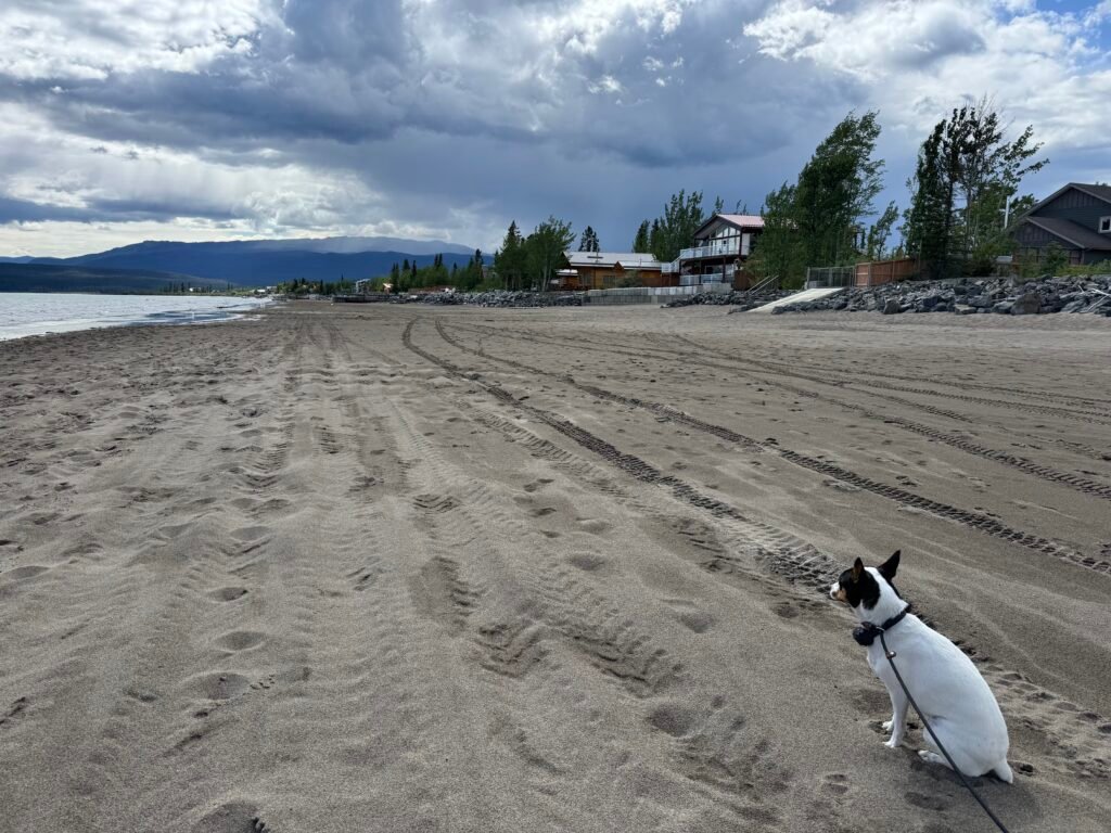Marsh Lake Beach