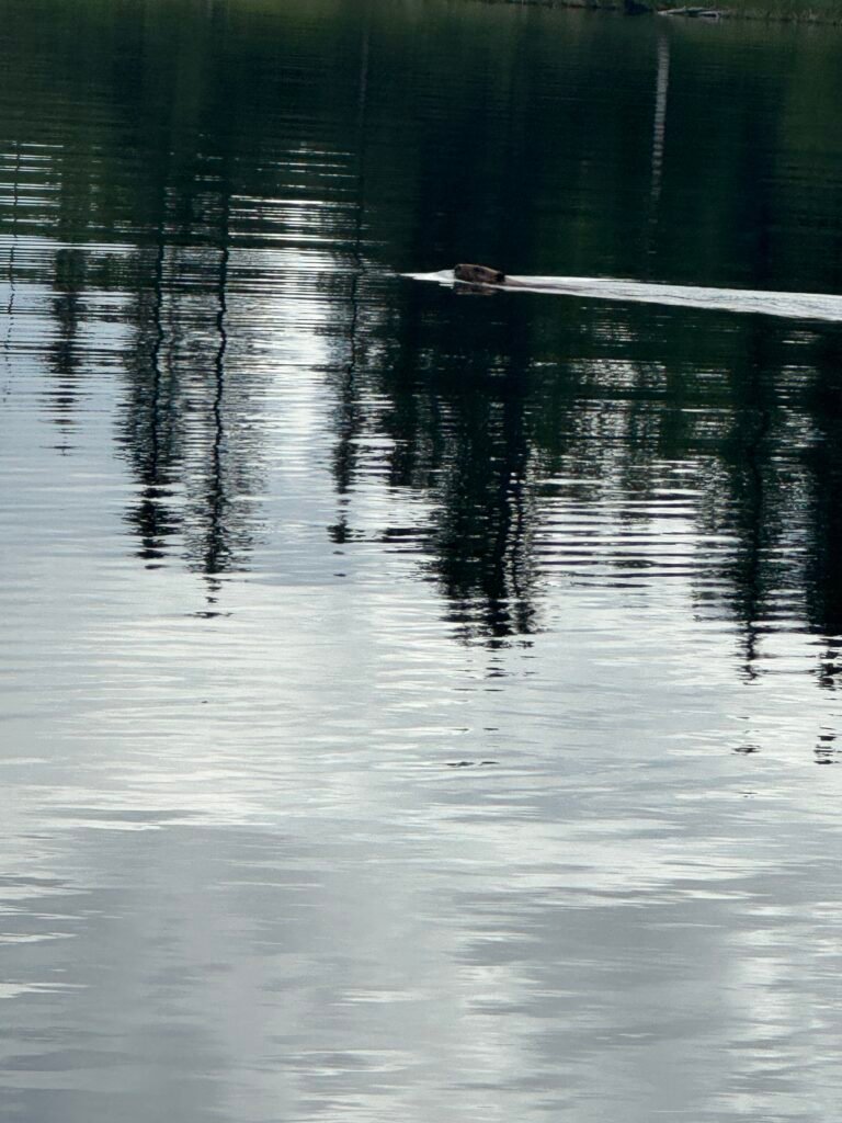 Paddling with a beaver on Twin Lakes