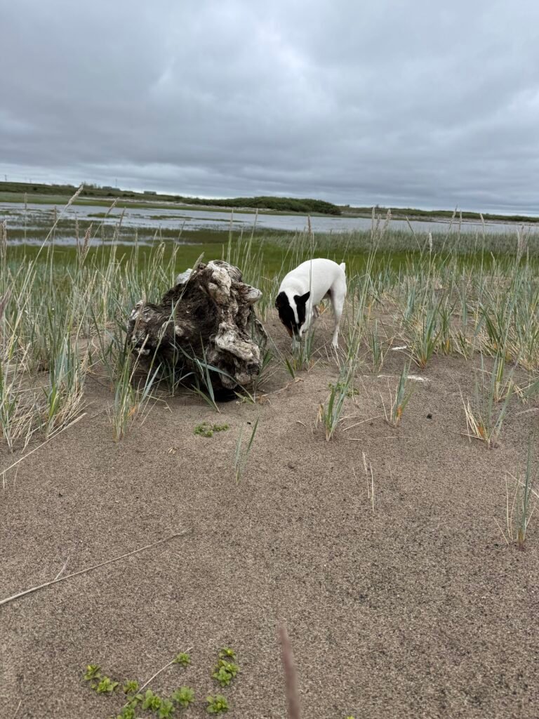 Maddie playing with driftwood — the beach is such a great playground