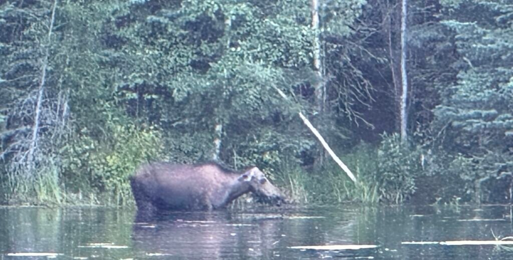 Momma Moose enjoying an evening dip & munch at 48 Mile Pond, Chena River Recreation Area