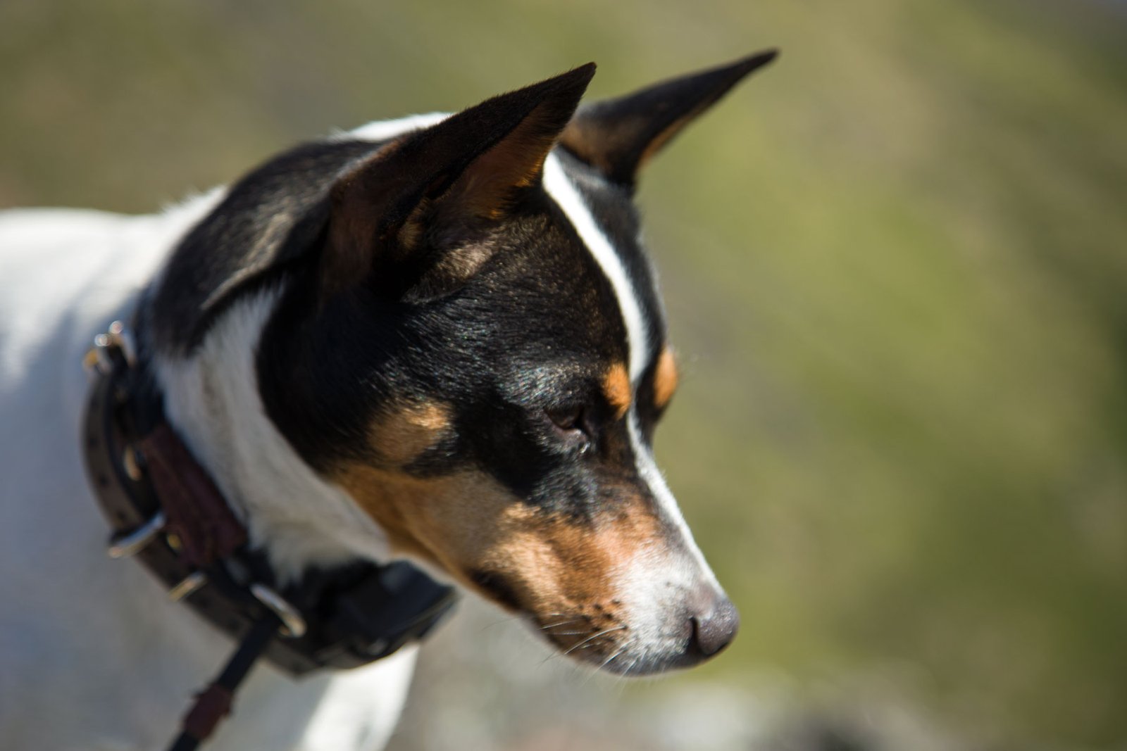 Maddie on Goldensides Mountain