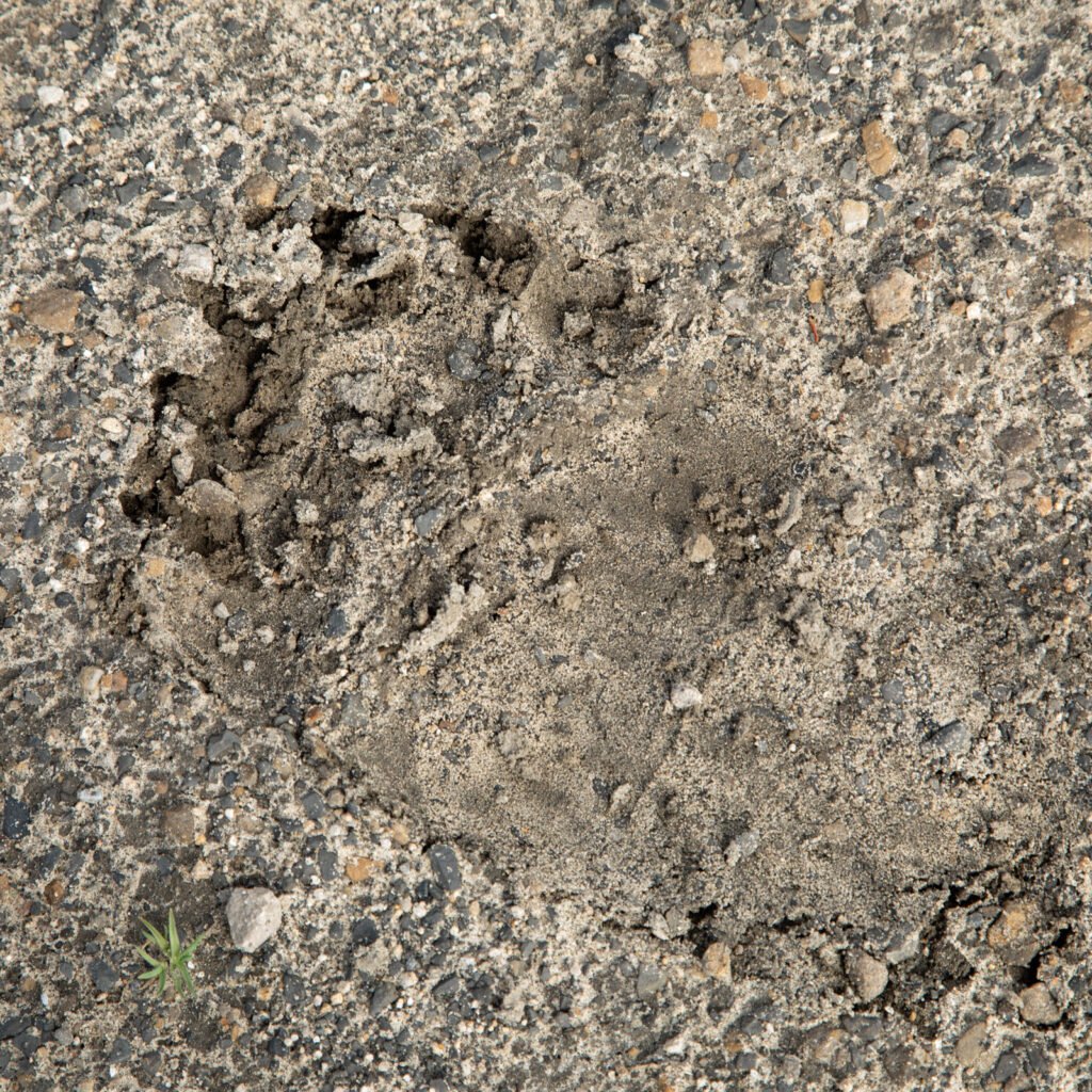 Meanwhile, back at the truck. A grizzly track!