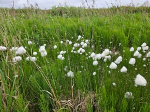 Puff balls at the Pingos
