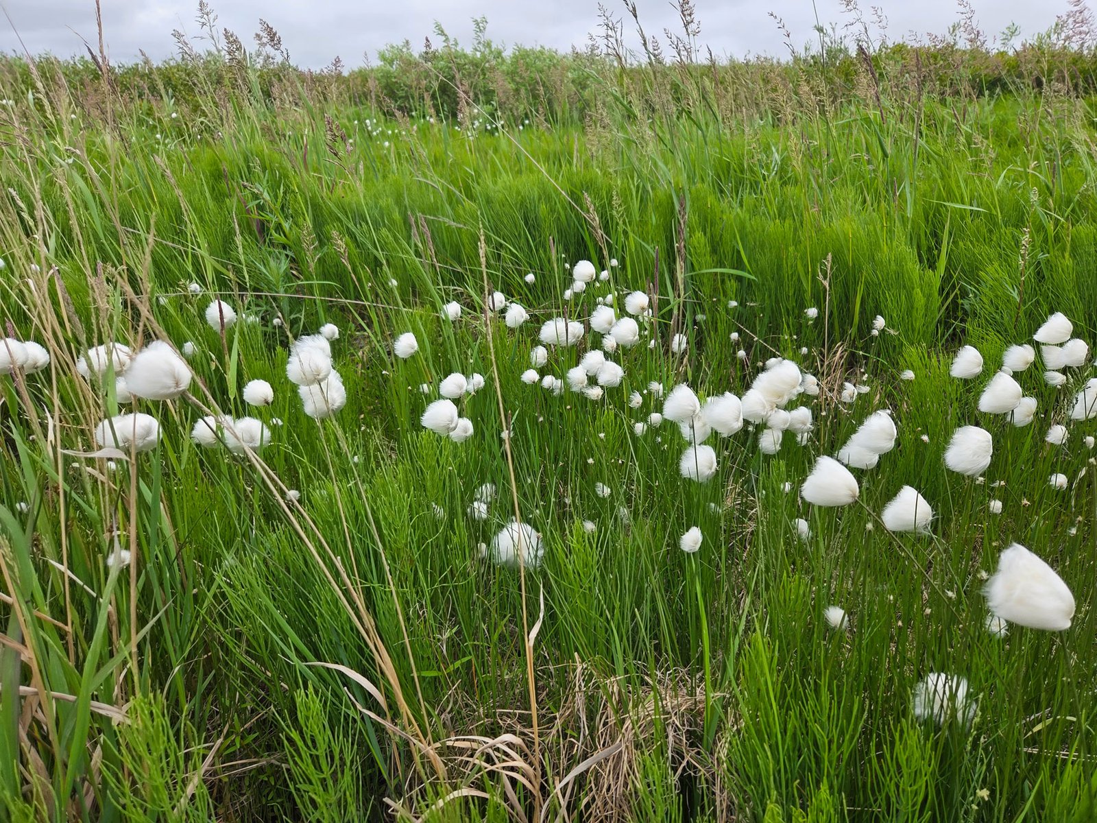 Puff balls at the Pingos