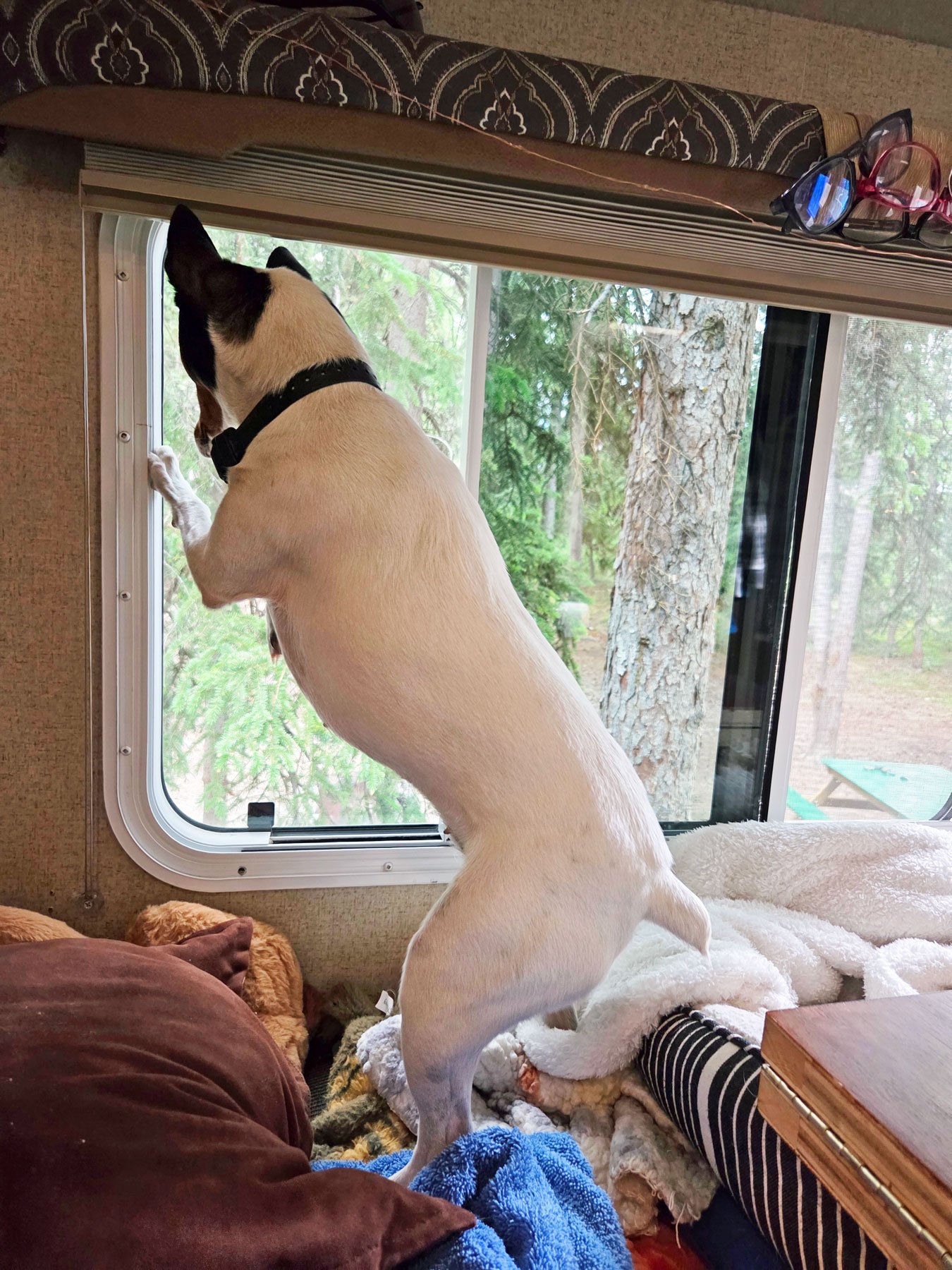 Maddie loves squirrels!