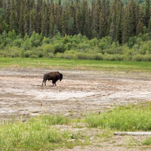 The bull of the heard