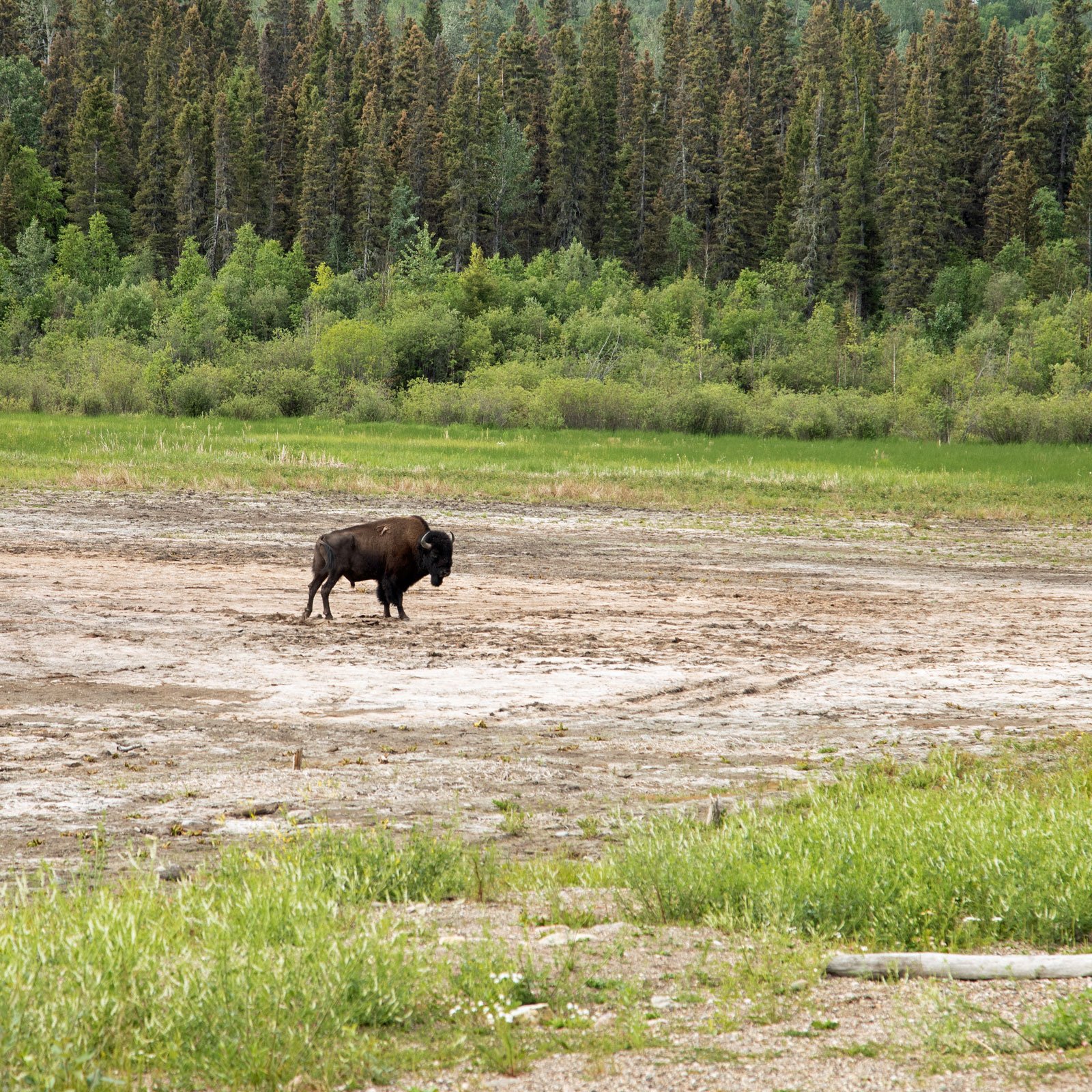 The bull of the heard