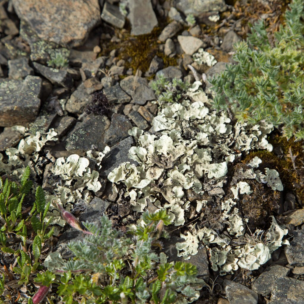 Tundra Lichen1