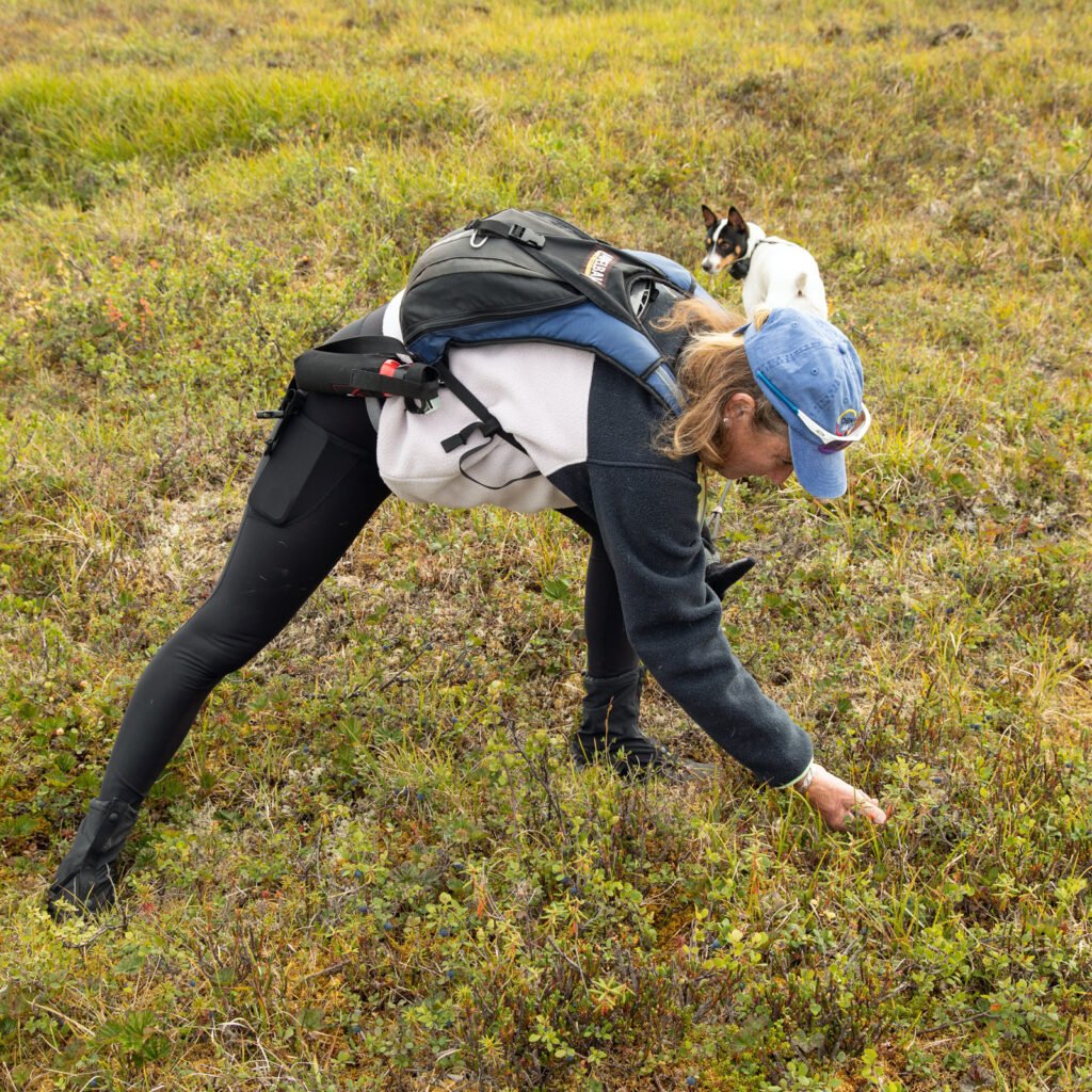Blueberry-picking-DH Lori picking blueberries in the tundra along Denali Highway