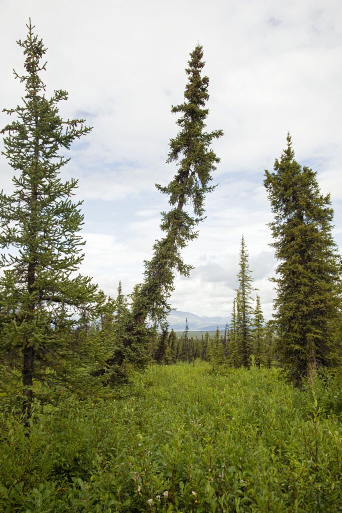 Dr-Suess-Boreal-Forest-DH Dr-Suess-Boreal-Forest-DH