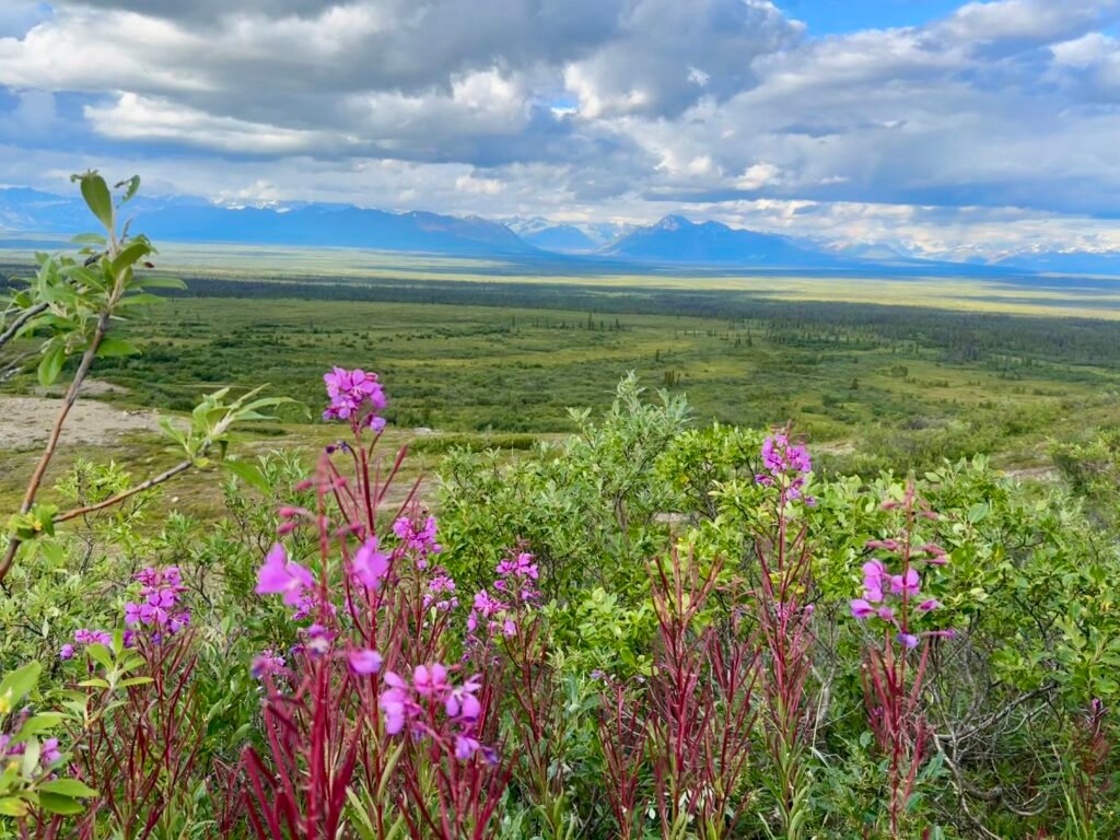 Gorgeous flora influences our views