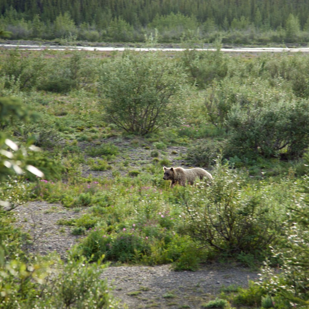 Meanwhile, back in camp: Momma Grizzly, taken from the camper back step.
