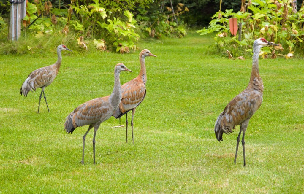 Sandhill Cranes in our Homer campsite